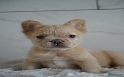 French Bulldog dogs for sale: Exceptional Fluffy French Bulldog Puppies - Image 22