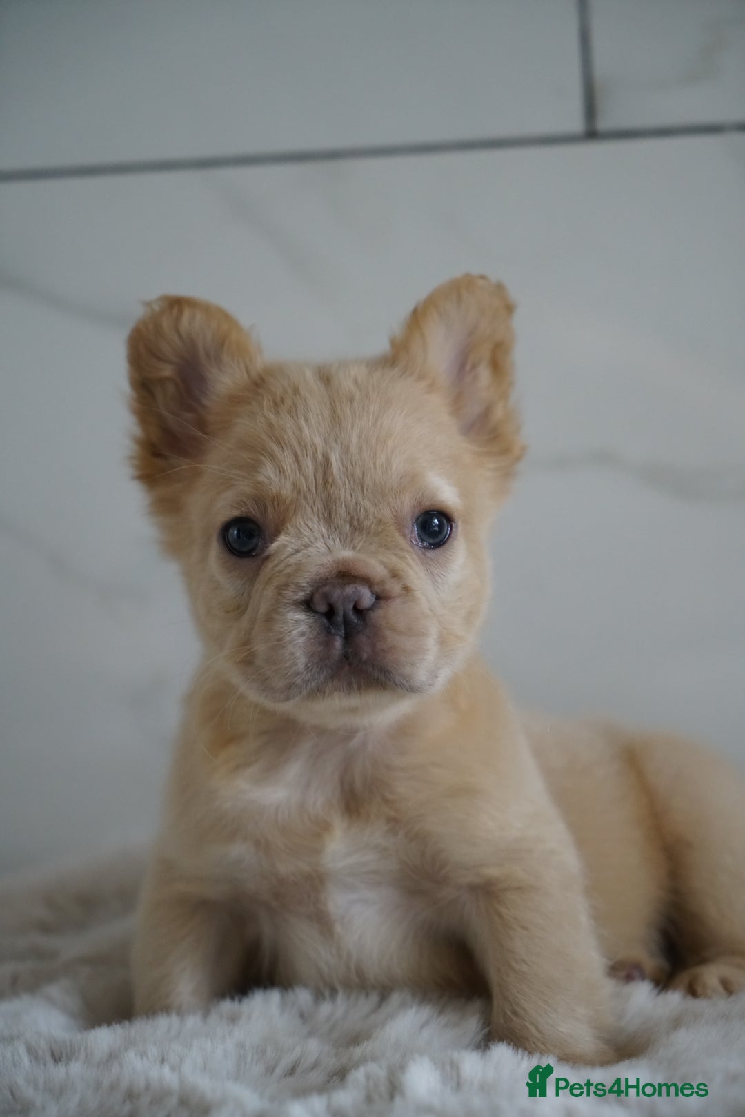 French Bulldog dogs for sale: Exceptional Fluffy French Bulldog Puppies - Image 22