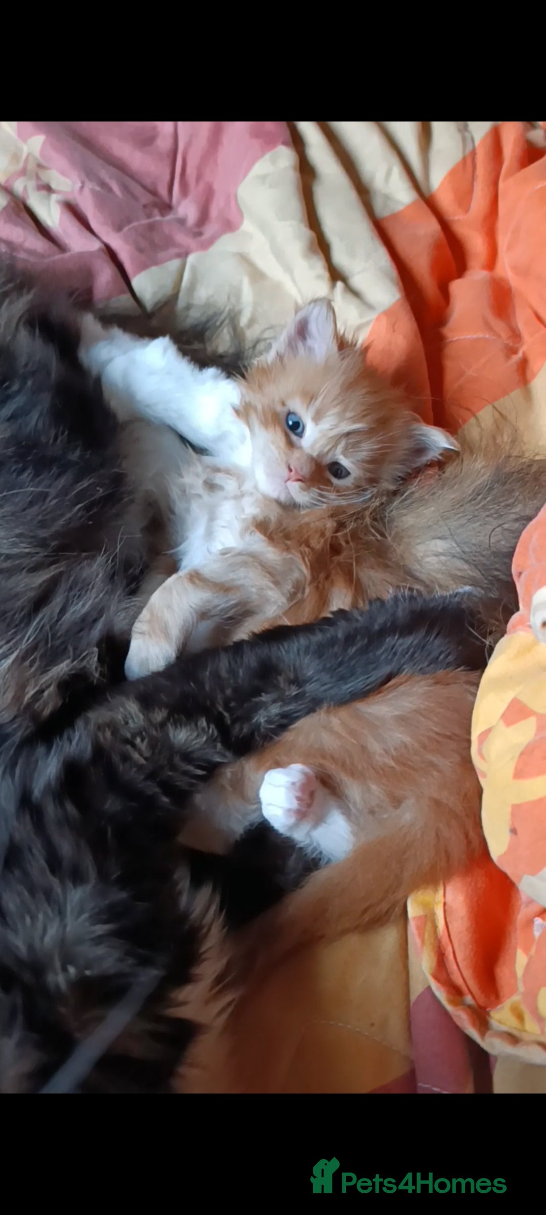 Maine Coon cats for sale: Maine Coon kitten Fire Red Marble Tabby and White - Image 17