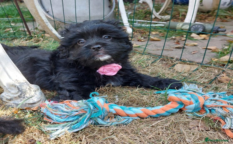 Mixed Breed dogs - Advert 1