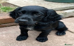 Cocker Spaniel dogs for sale: Kc Working cocker spaniel  in Exeter - Image 3