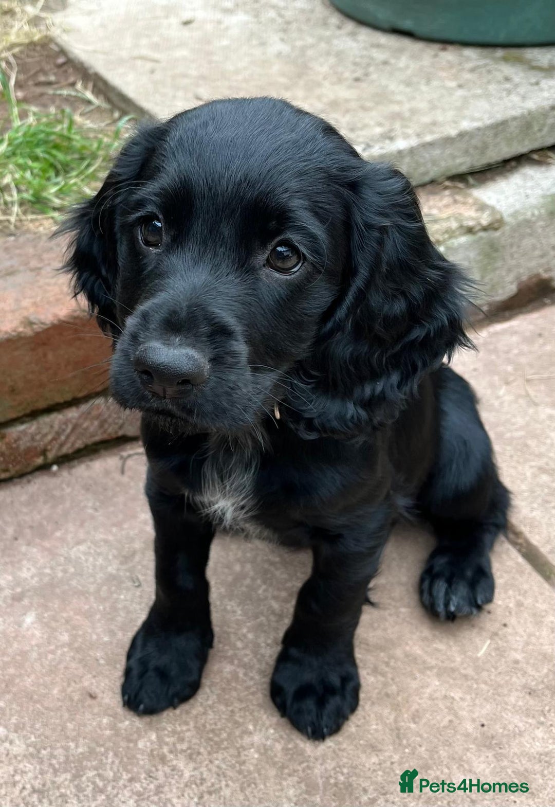 Cocker Spaniel dogs for sale: Kc Working cocker spaniel  in Exeter - Image 3