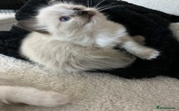Ragdoll cats for sale: Ragdoll female ready 21 Dec - Advert 4