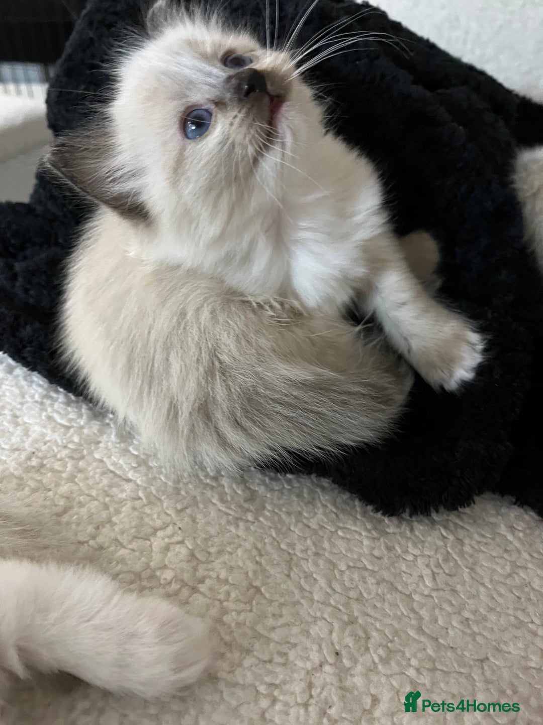 Ragdoll cats for sale: Ragdoll female ready 21 Dec - Advert 4