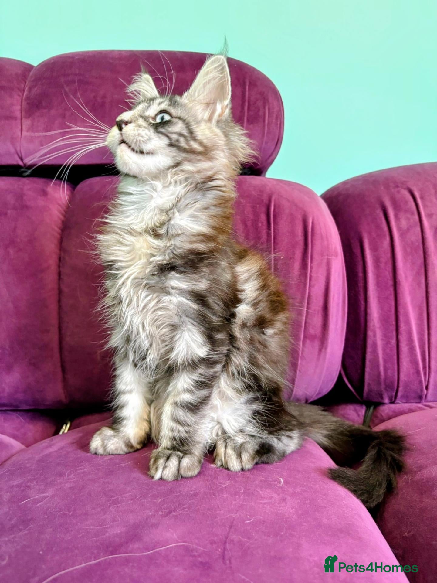 Maine Coon cats Pedigreed Maine Coon kittens - Advert 2