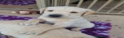 Labrador Retriever dogs for sale: Labrador Puppy looking for a loving home 💙 - Advert 6