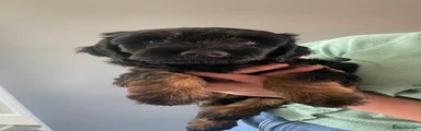 Mixed Breed 3