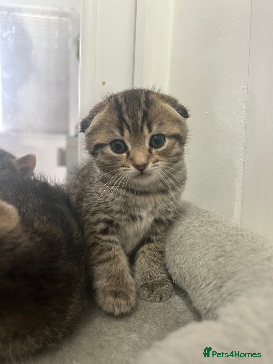 Scottish Fold cats for sale: Scottish Fold  - Advert 2
