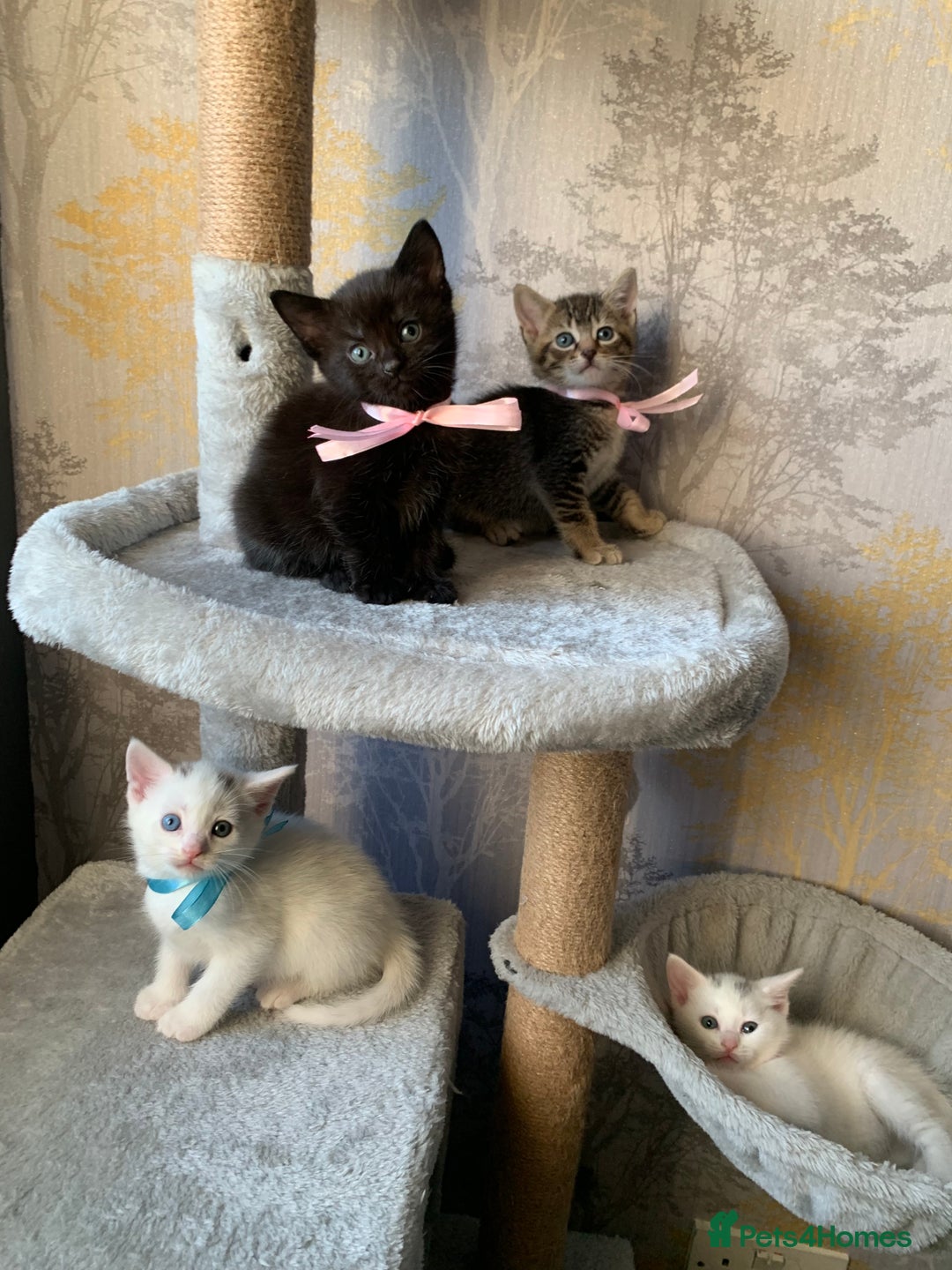 Mixed Breed cats for sale: Beautiful Mixed Angora Kittens - Advert 7