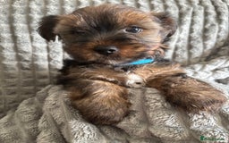 Yorkshire Terrier dogs for sale: Must S@@ an adorable Yorkshire terrier for sale. - Image 3