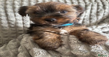 Yorkshire Terrier dogs - Advert 15