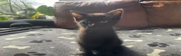 Mixed Breed cats for sale: Black kitten in Birkenhead - Advert 7
