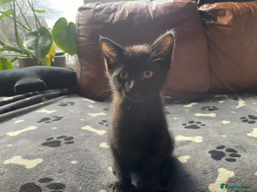 Mixed Breed cats for sale: Black kitten in Birkenhead - Advert 7