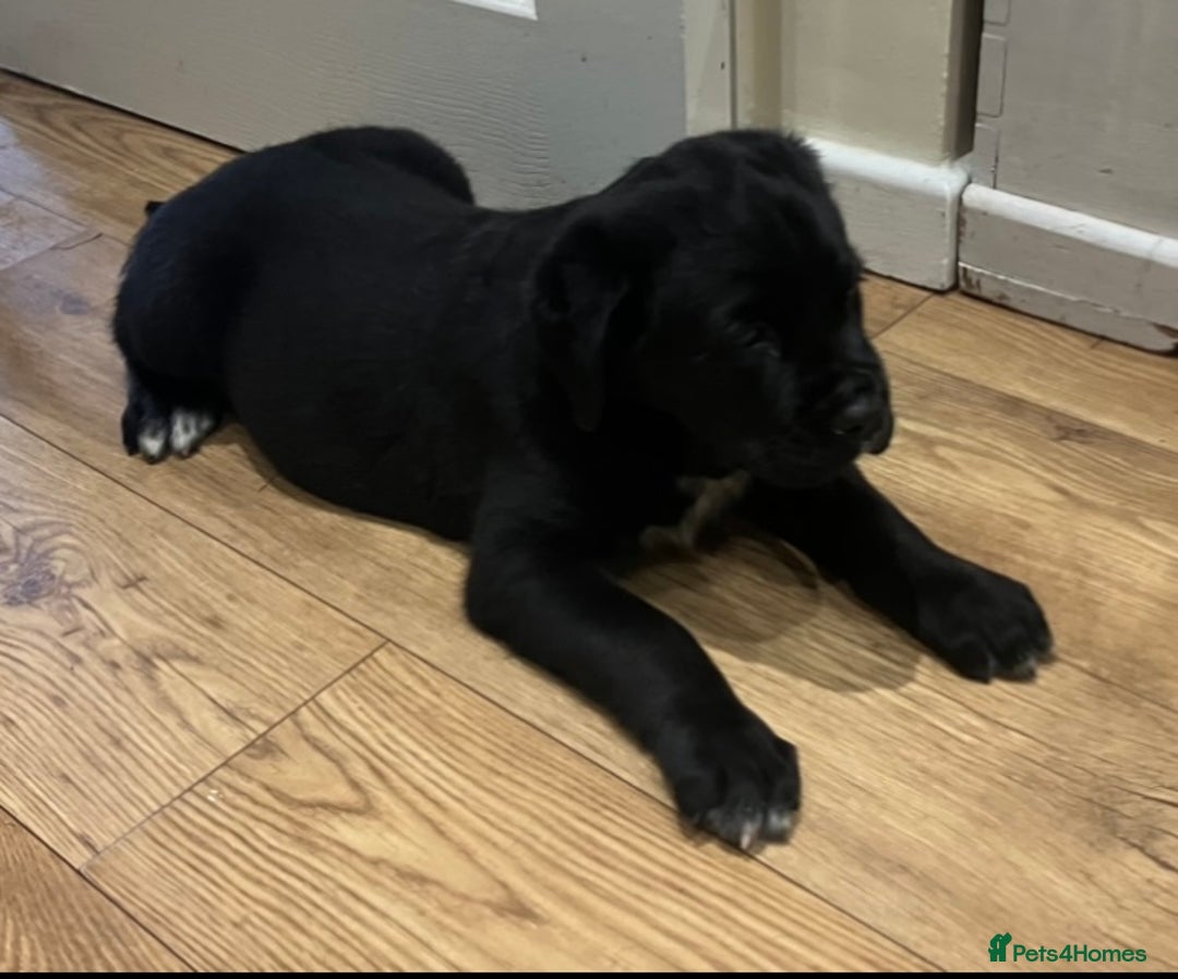 Central Asian Shepherd dogs for sale: Central Asian Shepard x Rottweiler  - Image 6