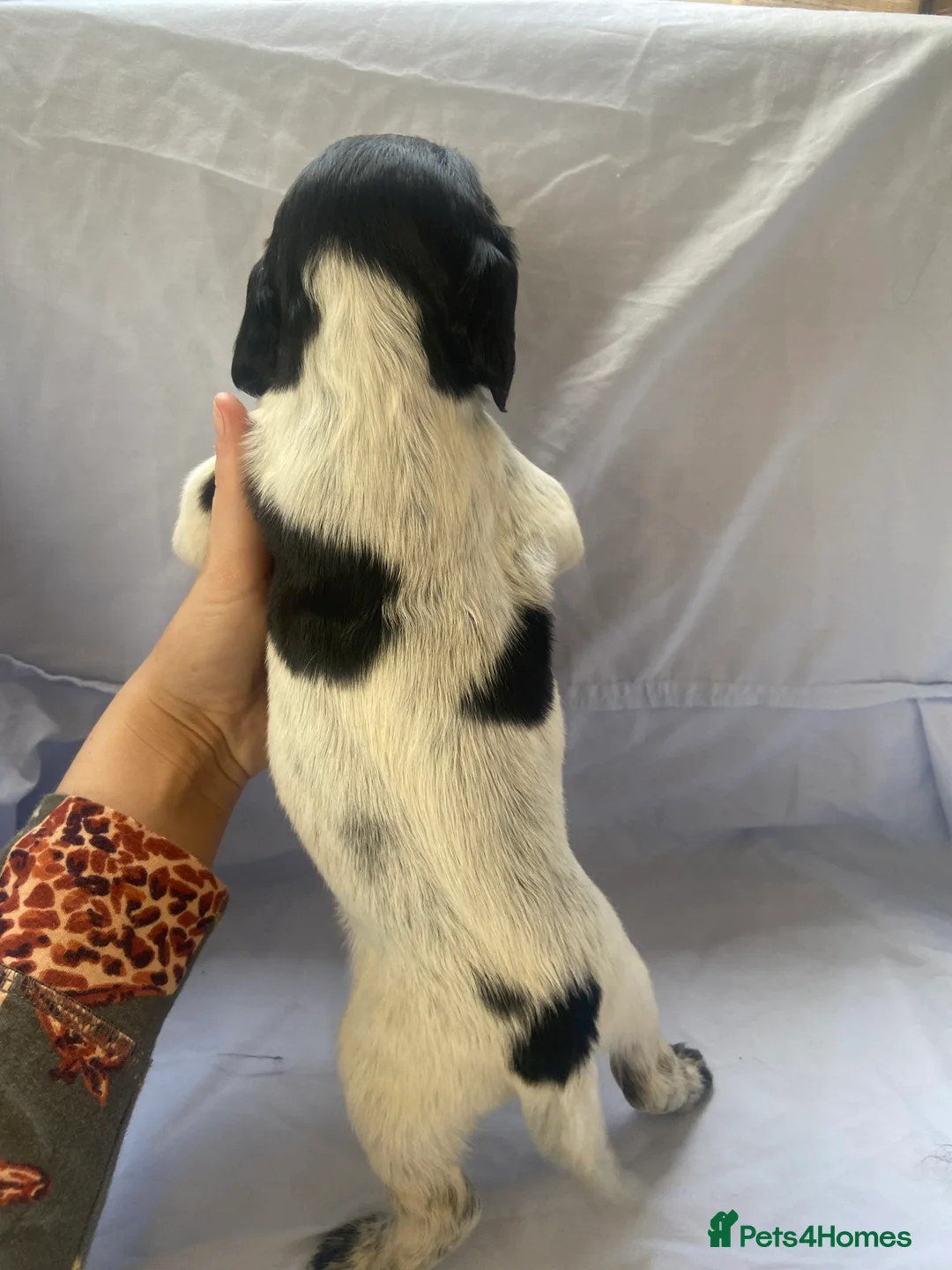 Cocker Spaniel dogs for sale: Working type Cocker Spaniel Puppies 🐶🐾  - Advert 18