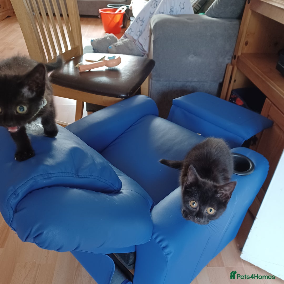 Mixed Breed cats for sale: £50 last 2 kittens - Image 7