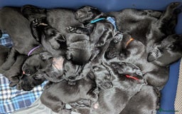 Flat coated Retriever dogs for sale: KC Flat Coated Retriever Puppies - Image 3