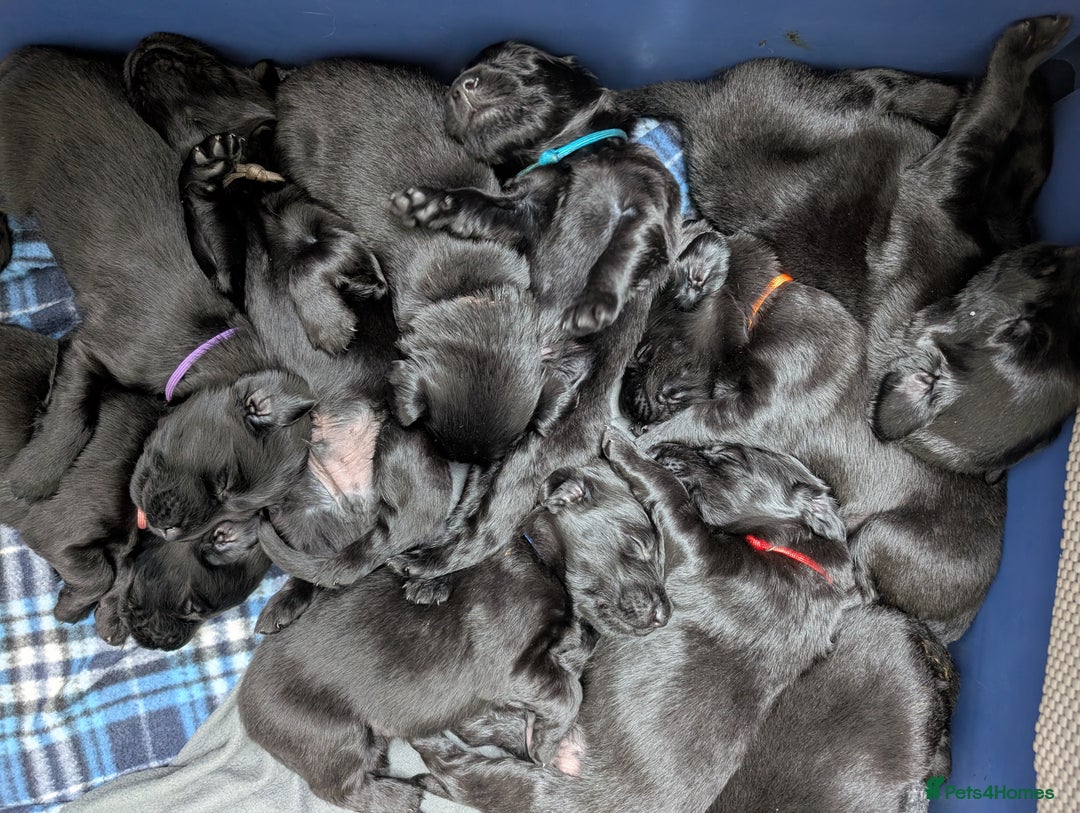 Flat coated Retriever dogs for sale: KC Flat Coated Retriever Puppies - Image 3