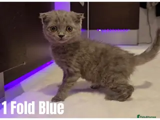 Scottish Fold cats Scottish Fold & Scottish Straight Kittens 🐾 - Advert 6