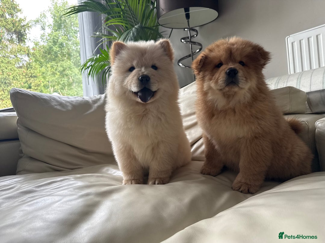 Chow Chow dogs for sale: Chow chow last 1 red female in picture  - Image 6
