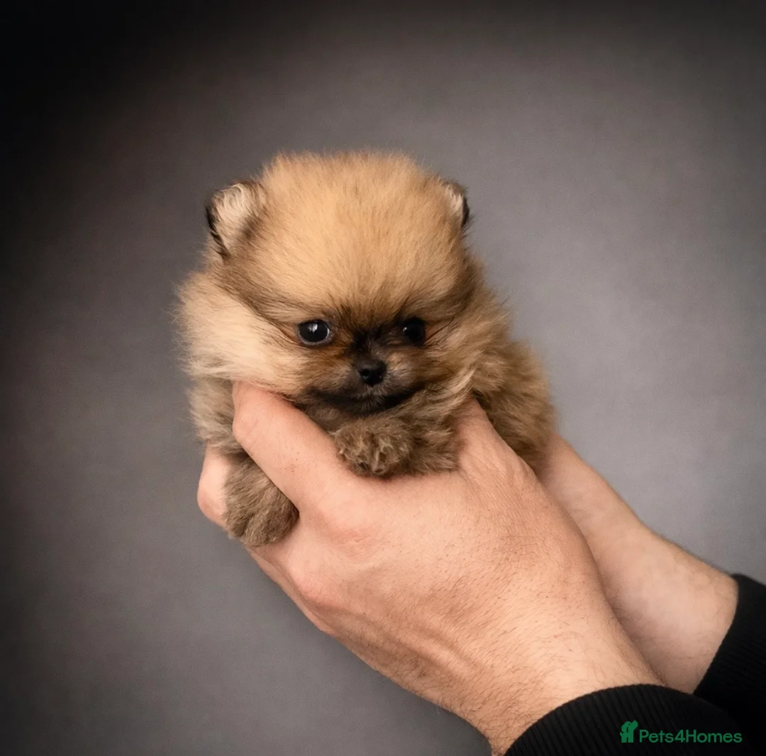 Pomeranian dogs for sale: 🔝Show Class🐻Tiny🏆Championship  - Advert 1
