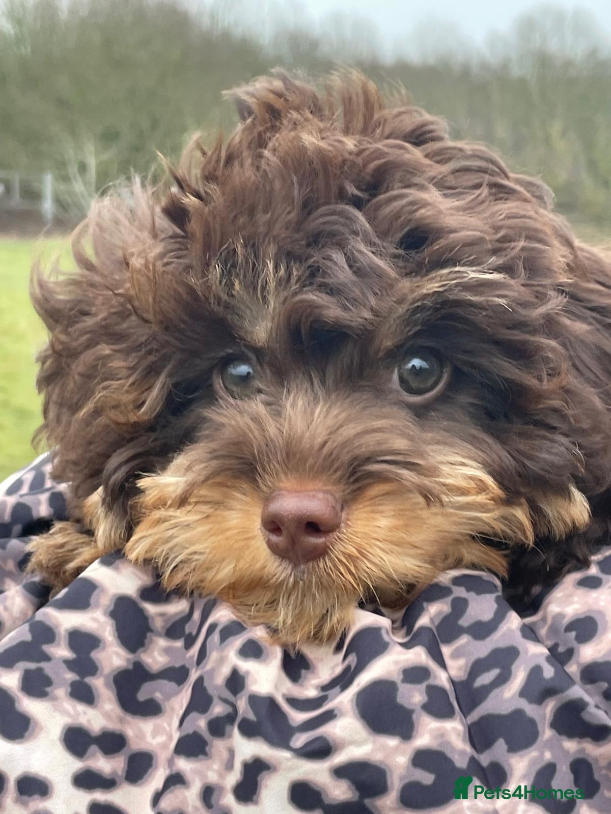 Cavapoo dogs Luna chocolate  - Advert 1