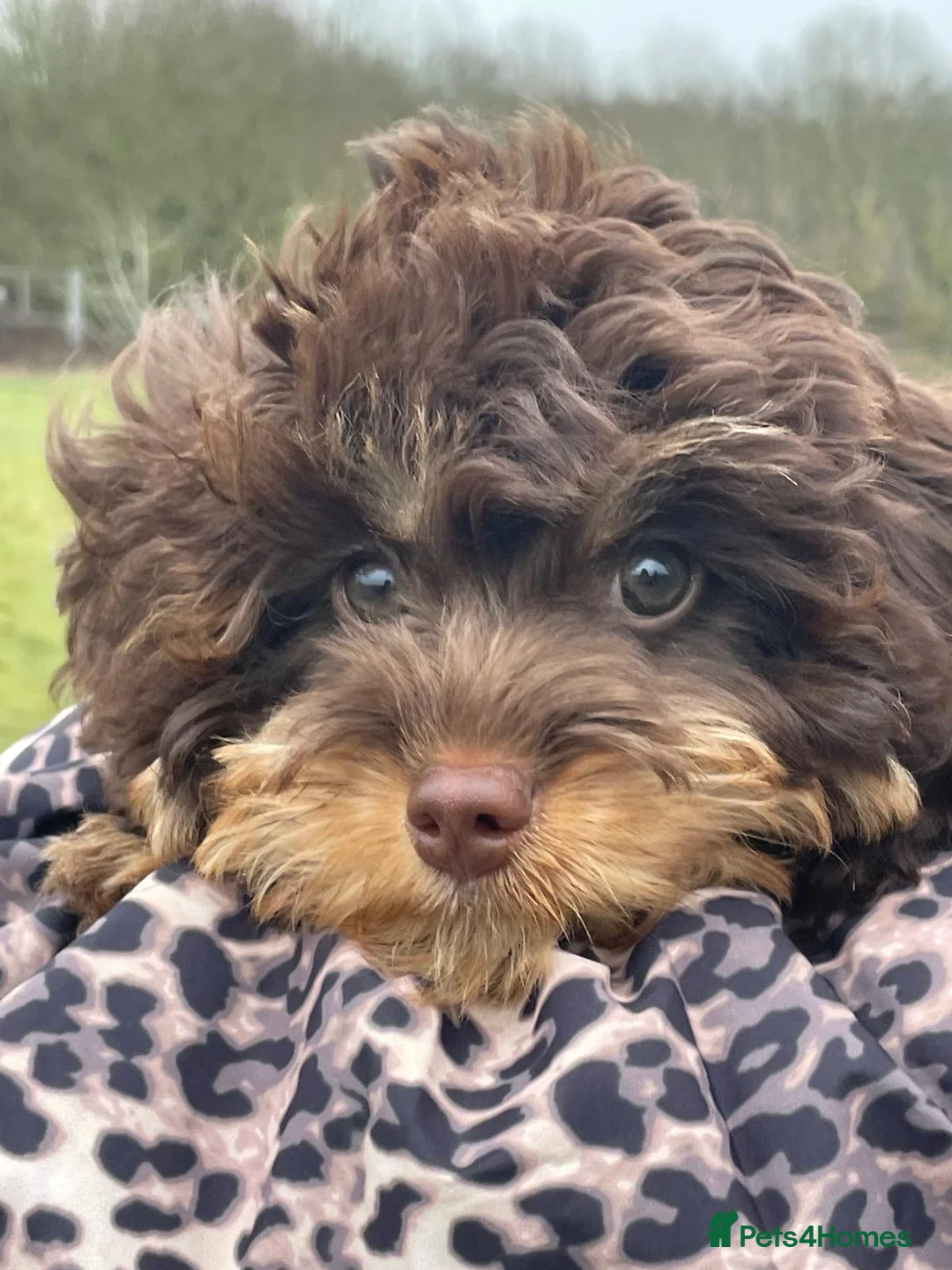 Cavapoo dogs for sale: Luna chocolate  - Advert 1