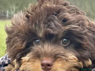 Cavapoo dogs Luna chocolate - Advert 1