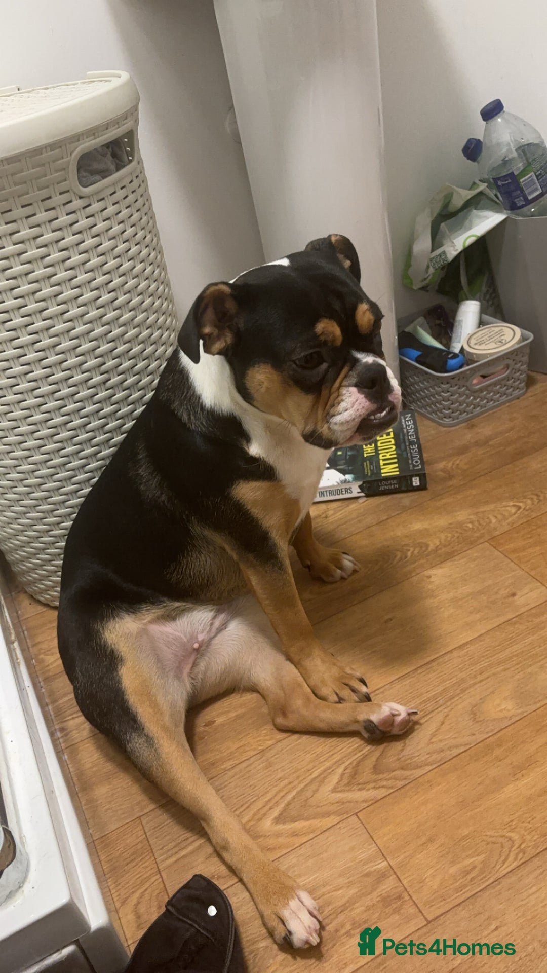 Olde English Bulldogge dogs for sale: Sophie old English bulldog - Advert 3