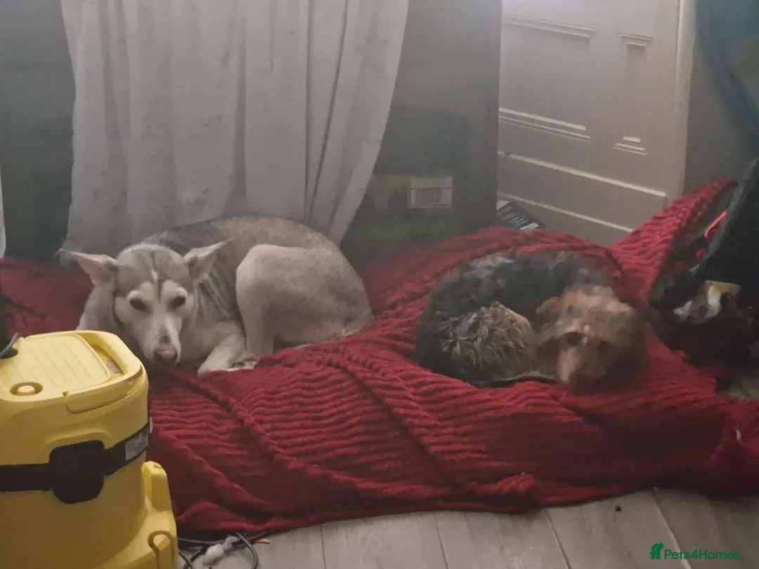 Mixed Breed dogs for sale: Transylvinan Hound  - Advert 4