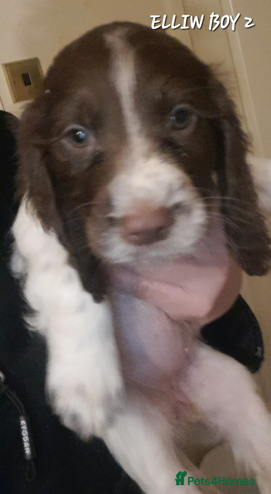 Sprocker dogs for sale: Beautiful Sprocker Litter - Advert 18