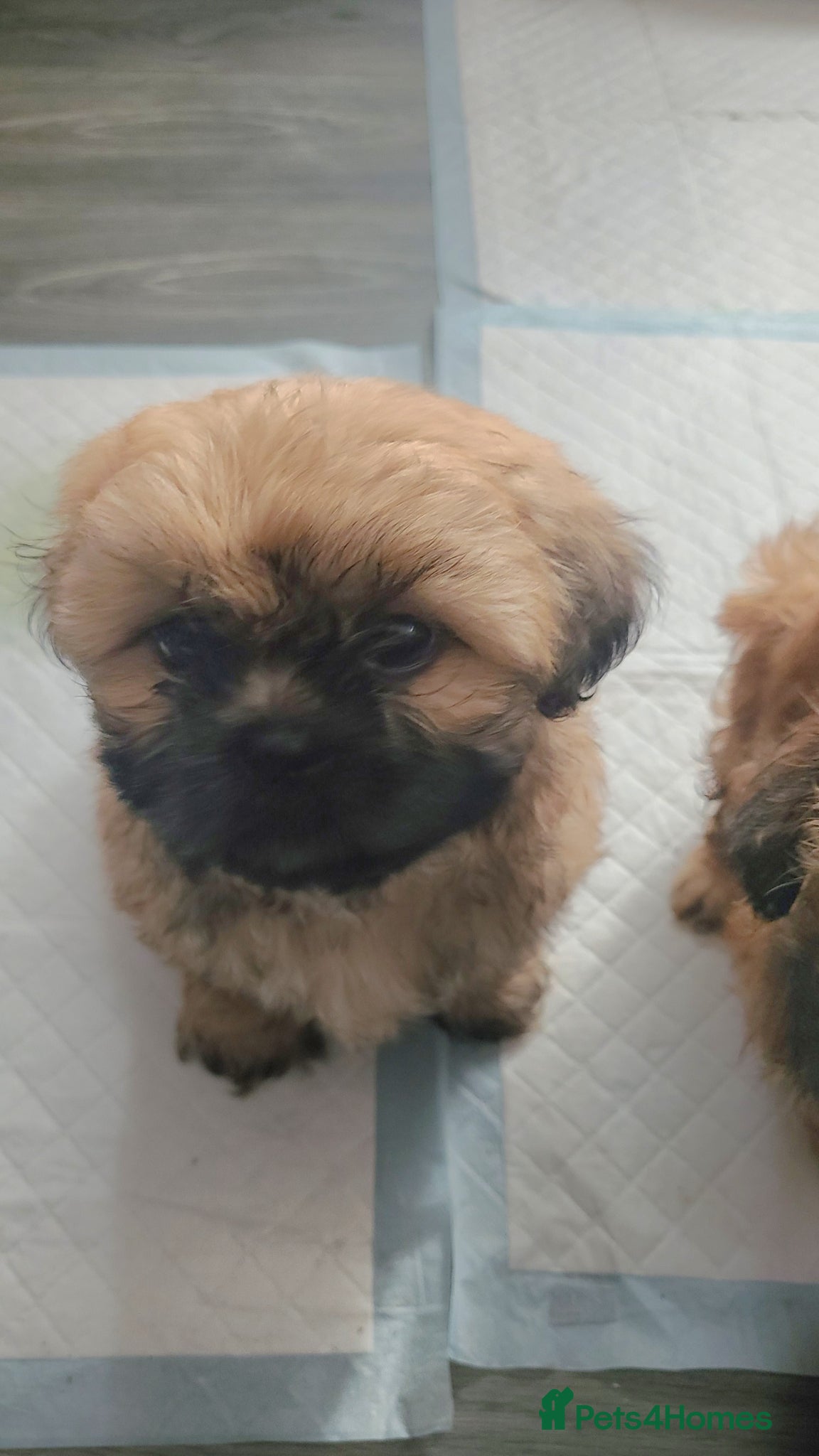 Shih Tzu dogs for sale: 2 beautiful boys ready for New home from Wednesday - Advert 1