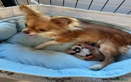 Chihuahua dogs for sale: Beautiful High Quality Long Coat Chihuahua Puppies - Image 12