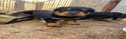 Rottweiler dogs for sale: Top KC Registered Female Puppies - Advert 3