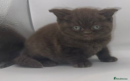 British Shorthair cats for sale: Last black boy  Teddy bear BSH - Image 12