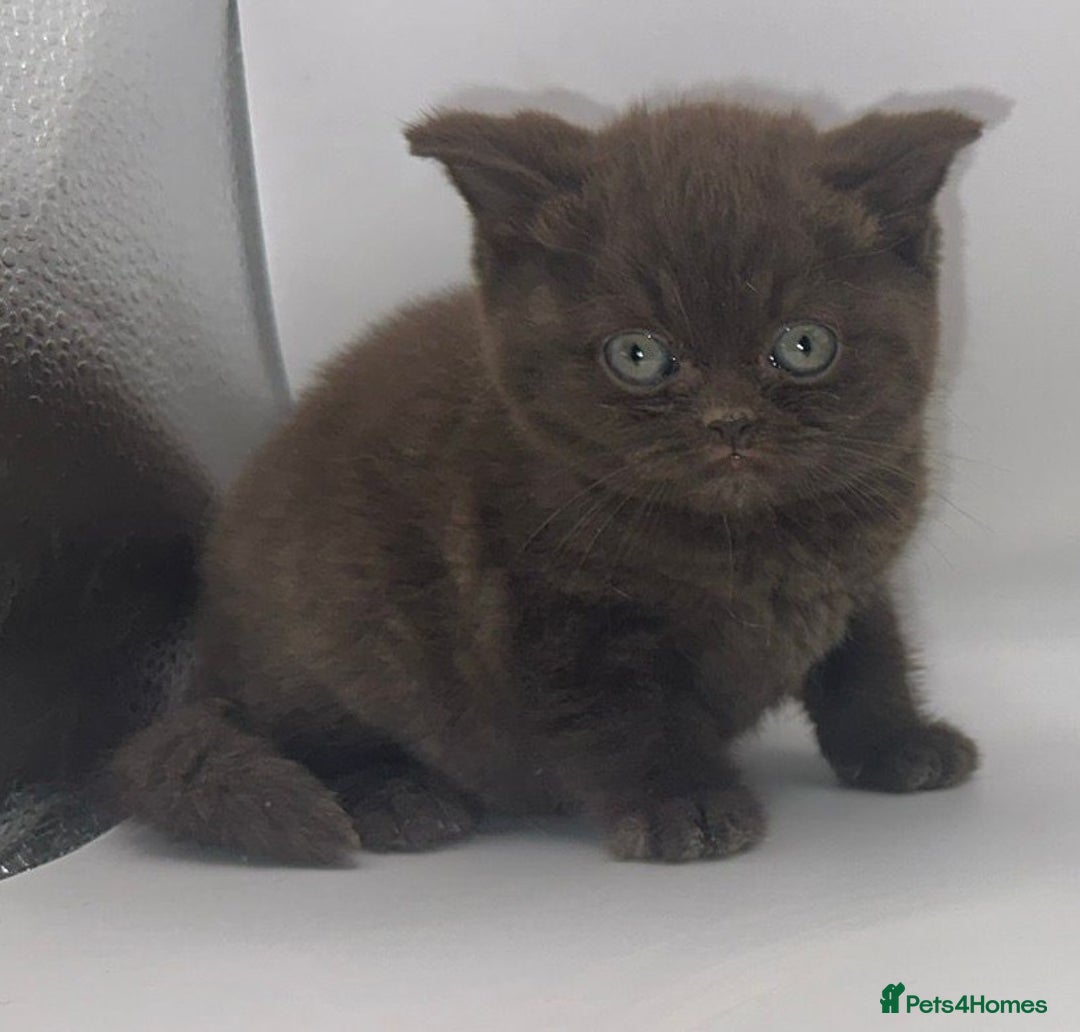 British Shorthair cats for sale: Last black boy  Teddy bear BSH - Image 12