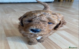 Labradoodle dogs for sale: Beautiful F3b Labradoodle Puppies - Image 29