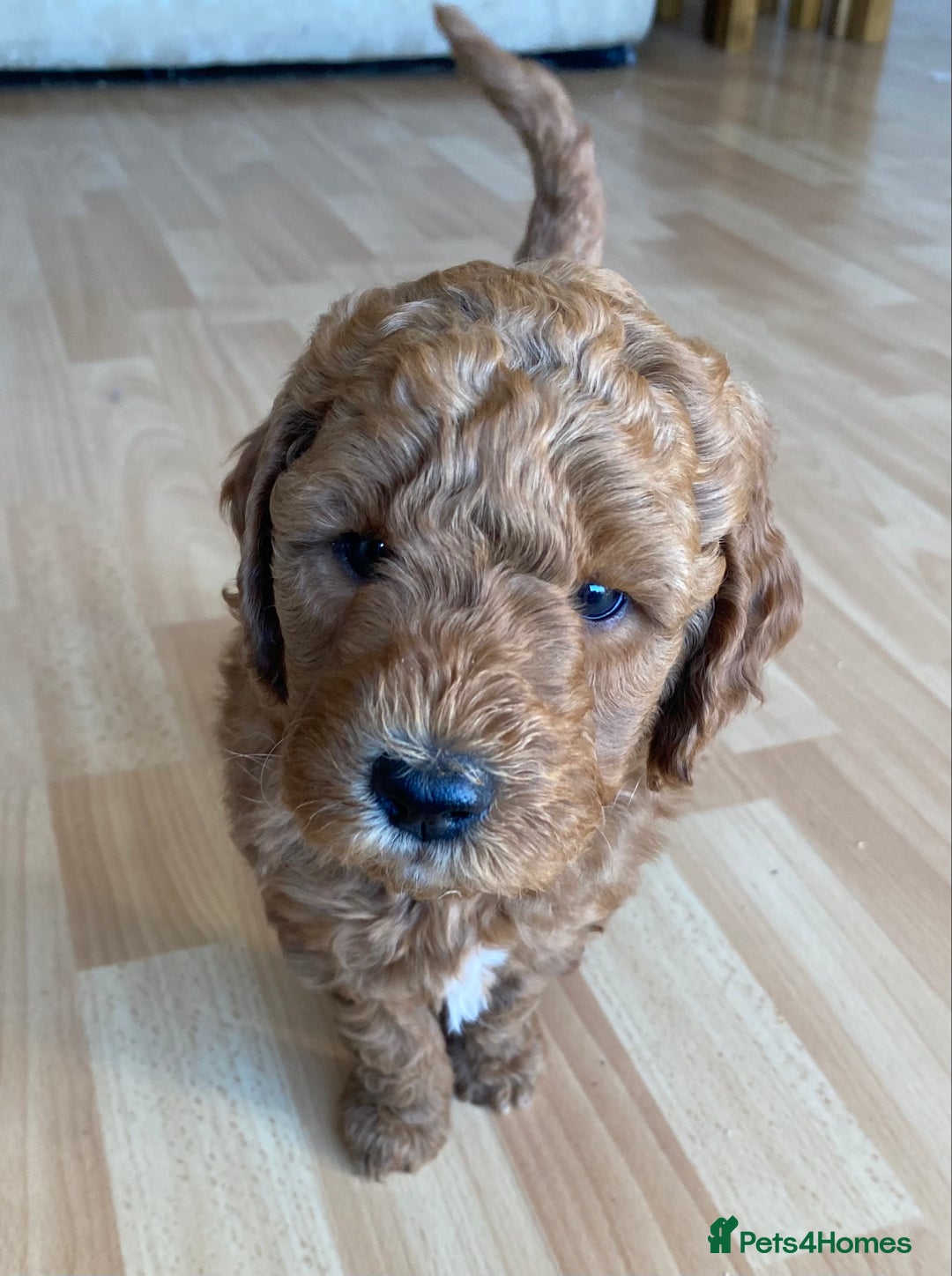 Labradoodle dogs for sale: Beautiful F3b Labradoodle Puppies - Image 29