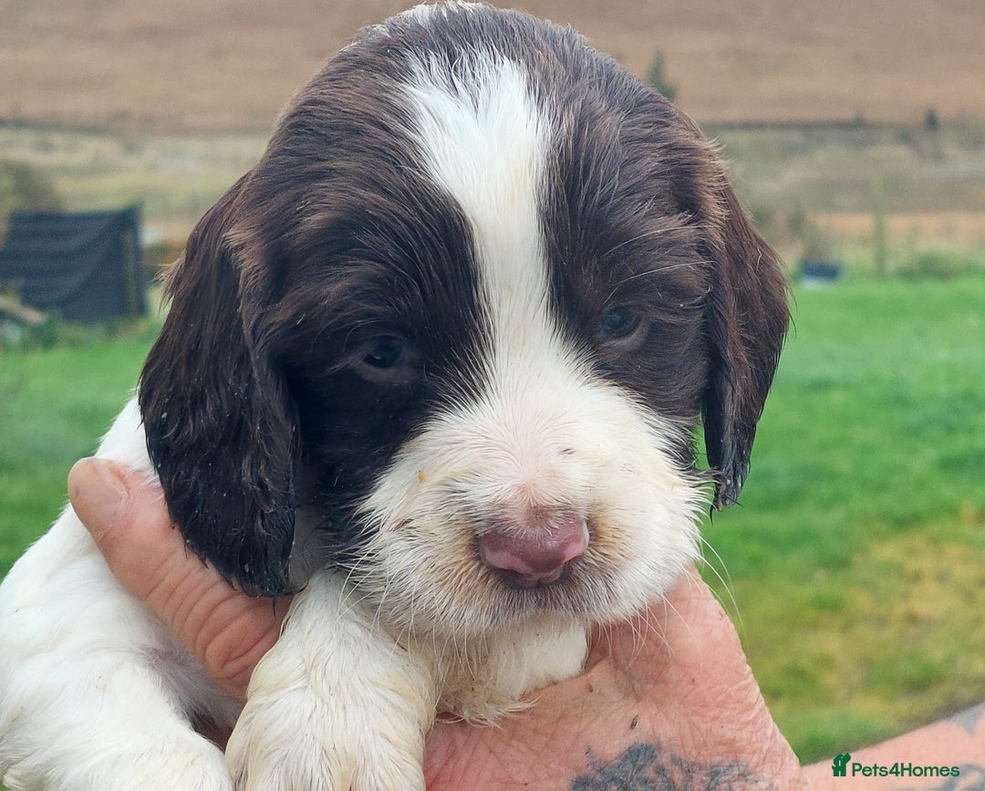 English Springer Spaniel dogs for sale: Quality Spaniel Litter at Sandaharr  - Image 31