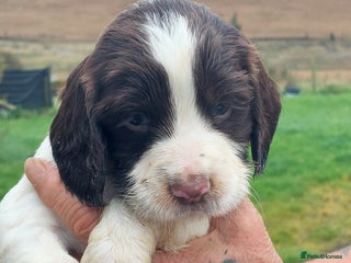 English Springer Spaniel dogs - Advert 4