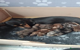 Miniature Dachshund dogs for sale: Miniature dachshund  - Image 10