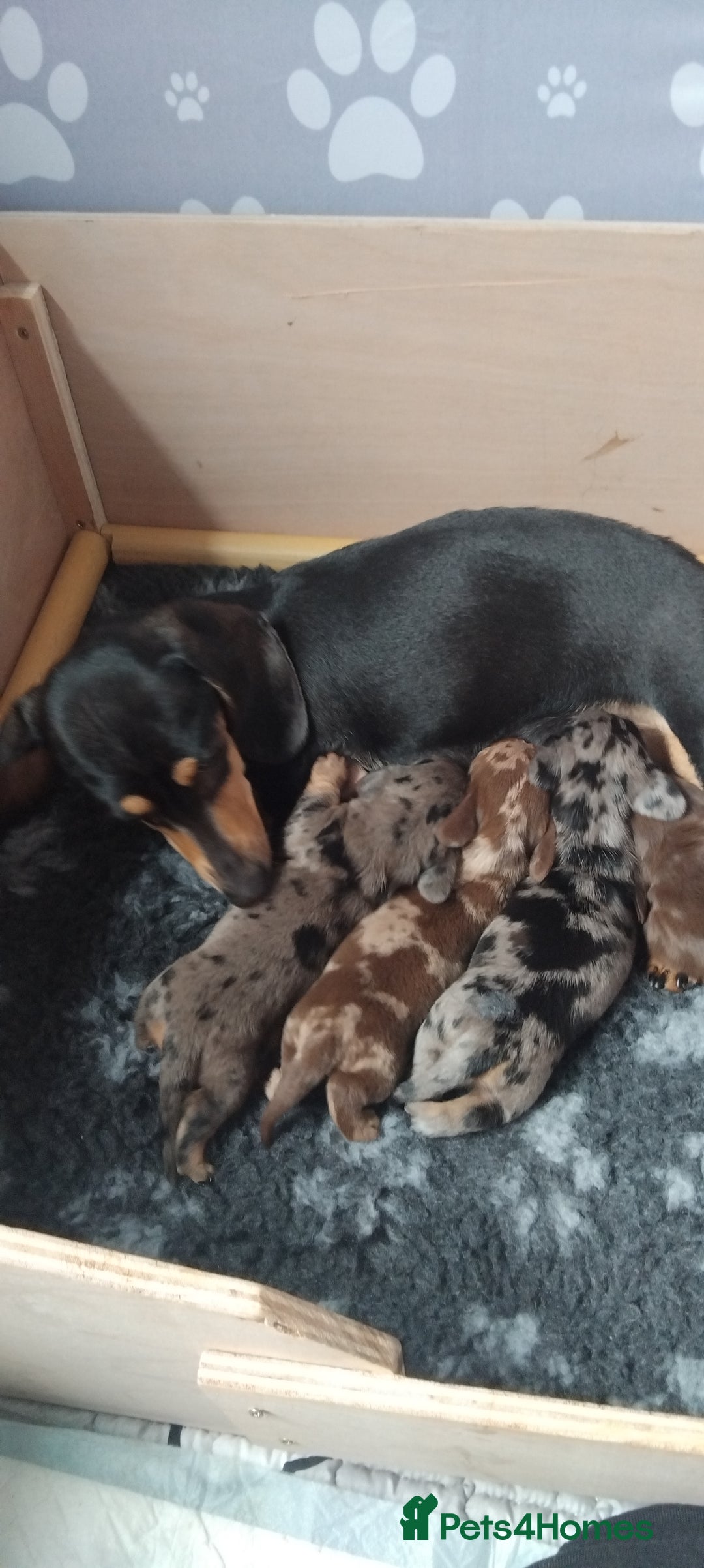Miniature Dachshund dogs for sale: Miniature dachshund  - Image 10