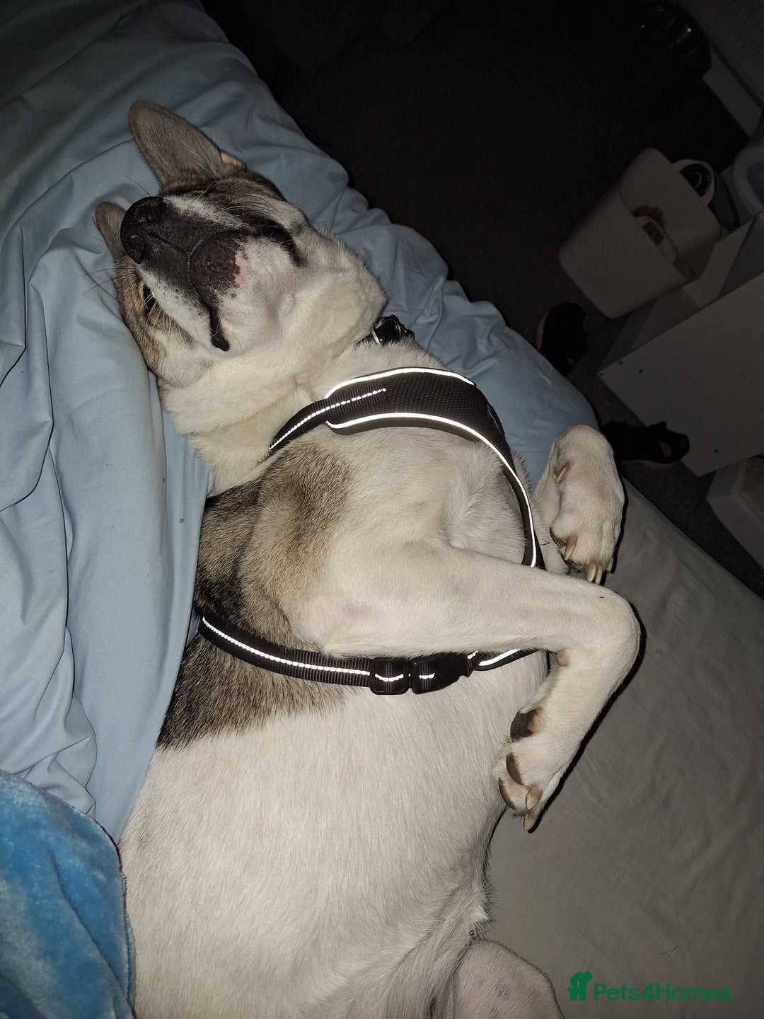 Akita dogs for sale: Loving Akita Purebred Girl - Image 5