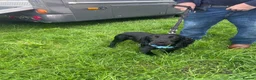Cocker Spaniel dogs for stud: Well bred kc black stud dog - Advert 3