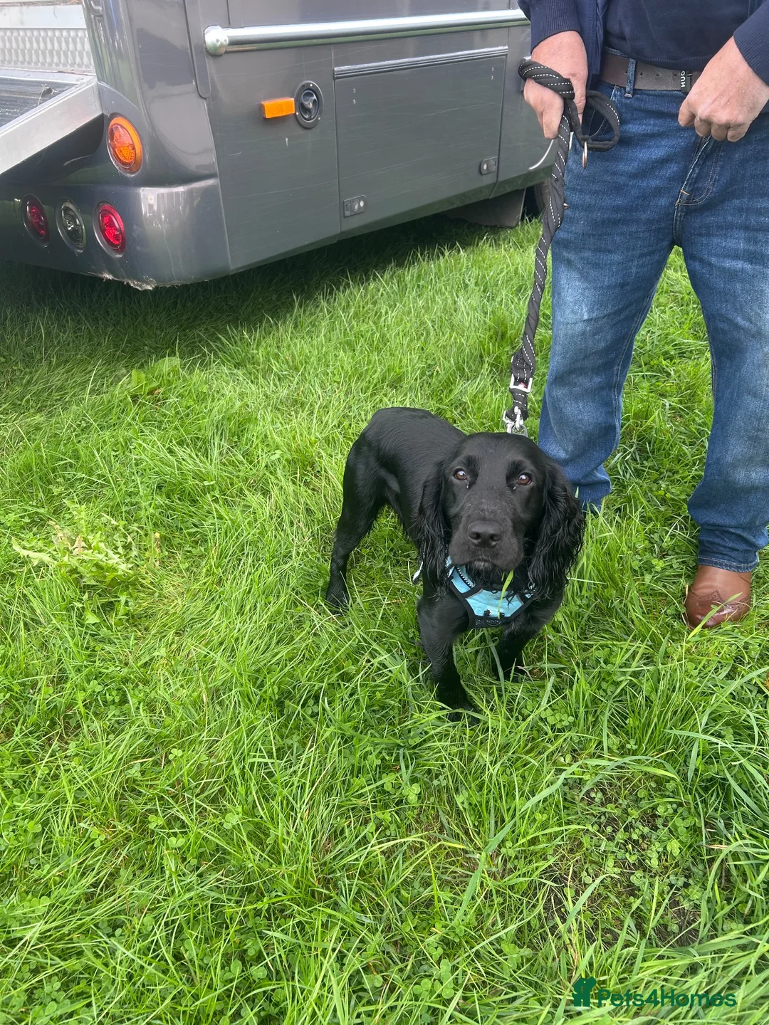 Cocker Spaniel dogs for stud: Well bred kc black stud dog - Advert 3