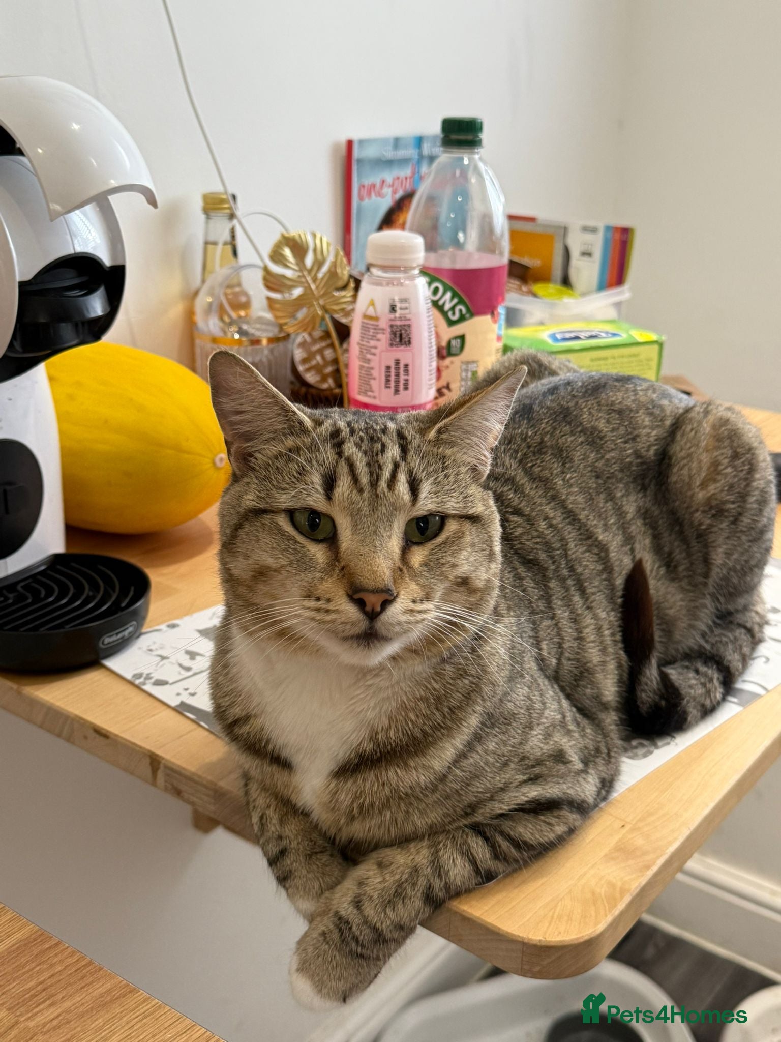 British Shorthair cats Loki and Hazel selling as a pair - Advert 1