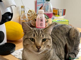 British Shorthair cats Loki and Hazel selling as a pair - Advert 8