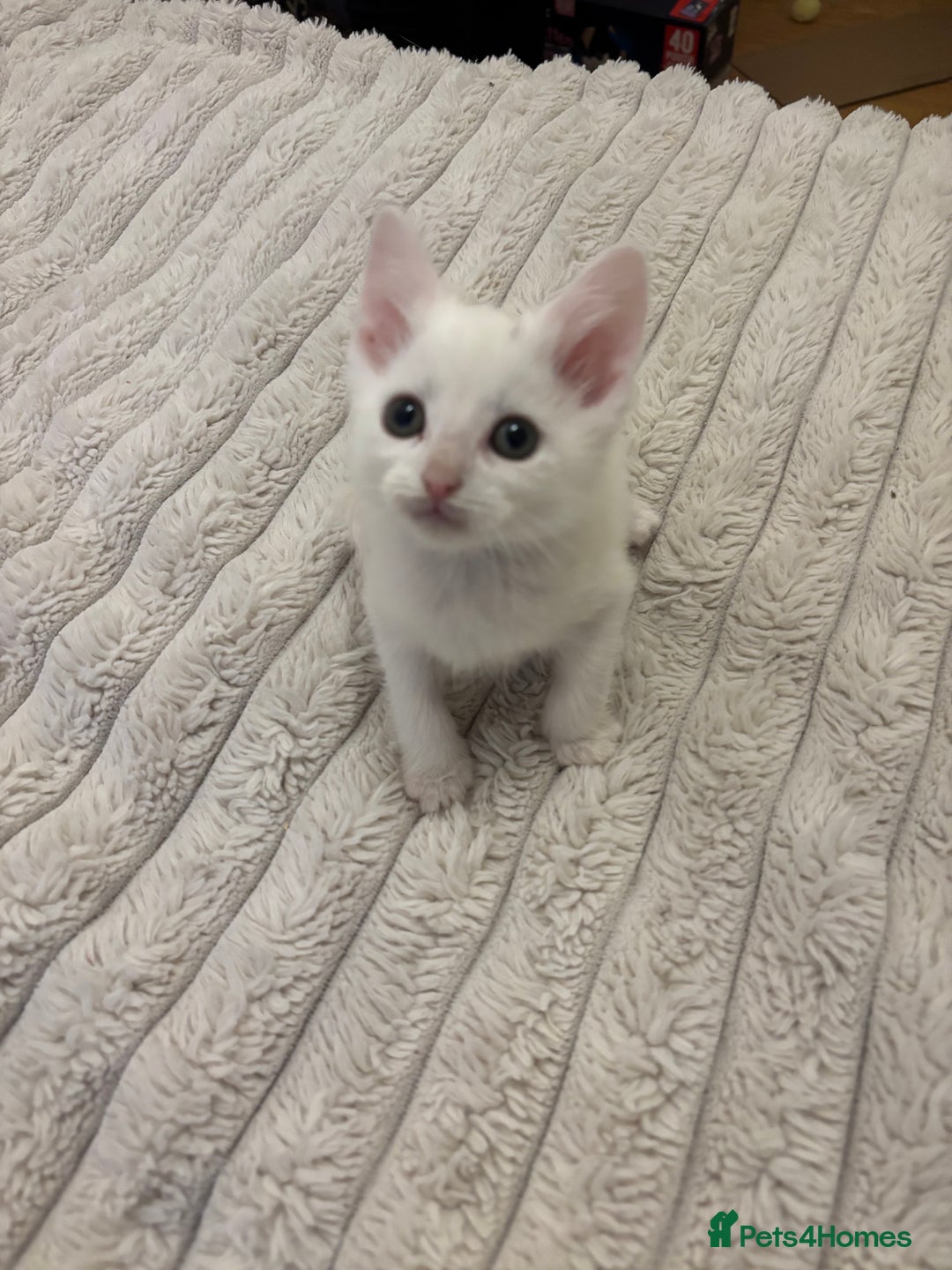 Turkish Angora cats for sale: Adorable Turkish Angora Kittens – Ready Now 🐾 - Advert 5