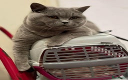 British Shorthair cats for sale: GCCF ACTIVE Blue Male  - Image 1