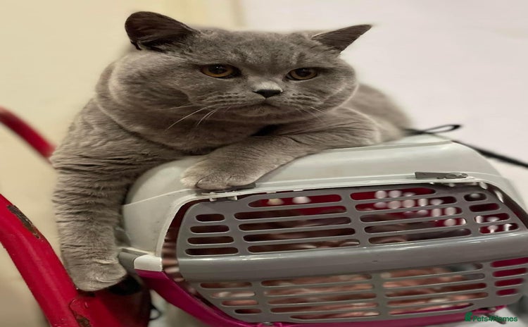 British Shorthair cats - Advert 1